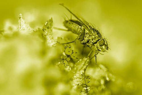 Tachinid Fly Terrorizing Aphids Among Milkweed Pod (Yellow Shade)