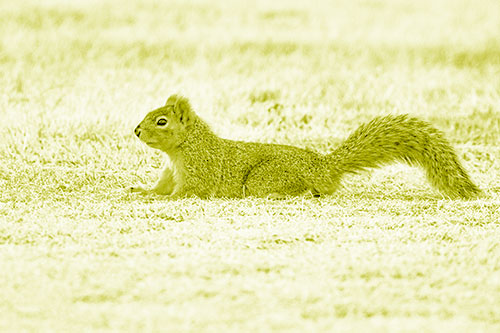 Tail Wagging Squirrel Sitting Among Dead Grass (Yellow Shade)