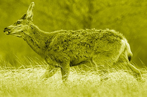 Tense Faced Mule Deer Wanders Among Blowing Grass (Yellow Shade Photo)