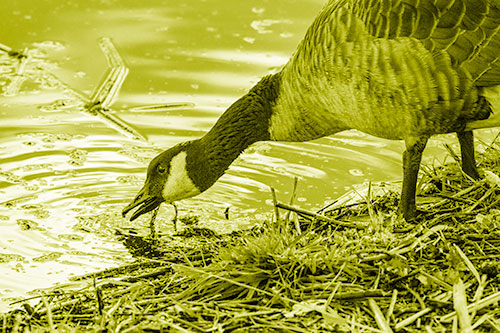 Thirsty Canadian Goose Drinking Water Along Shore (Yellow Shade)