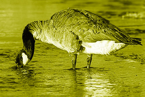 Thirsty Goose Drinking Ice River Water (Yellow Shade Photo)