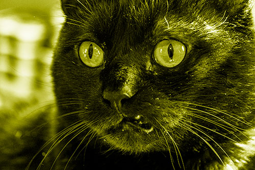 Thirsty Wide Eyed Black Cat (Yellow Shade)