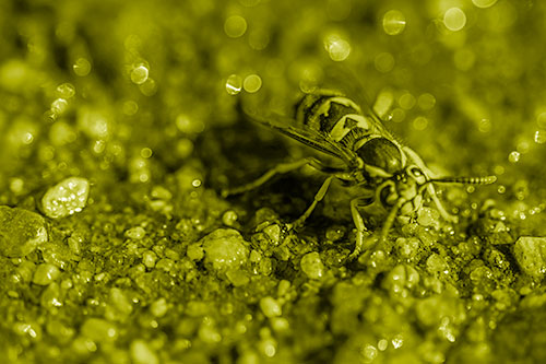 Thirsty Yellowjacket Wasp Among Soaked Sparkling Rocks (Yellow Shade Photo)