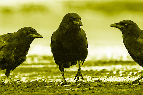 Three Crows Plotting Their Next Move (Yellow Shade Photo)