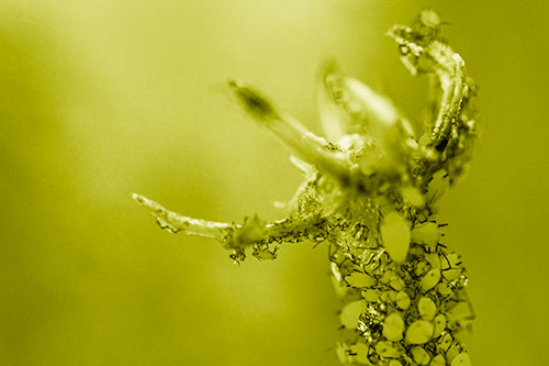 Tiny Aphids Gathered Among Milkweed Claw (Yellow Shade)