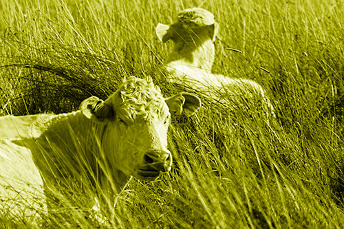 Tired Cows Lying Down Among Grass (Yellow Shade Photo)