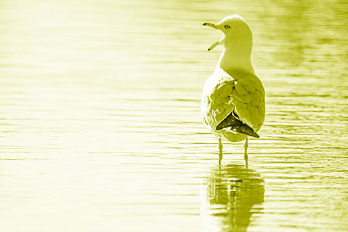 Tired Seagull Yawning Among Shallow Water (Yellow Shade)