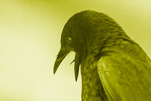 Tongue Curling Crow Cawing Downward (Yellow Shade)