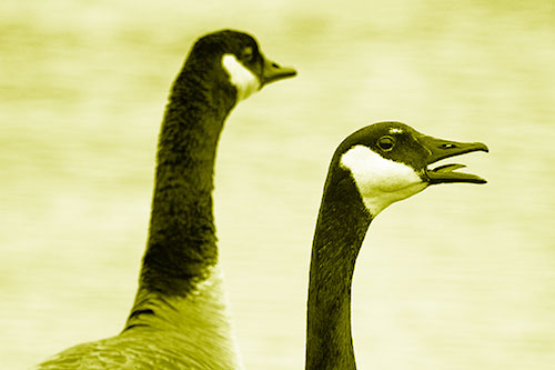 Tongue Screaming Canadian Goose Honking Towards Intruders (Yellow Shade Photo)
