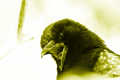 Tongue Screaming Crow Among Light (Yellow Shade Photo)