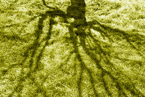 Tree Branch Shadows Creepy Crawling Over Dead Grass (Yellow Shade Photo)