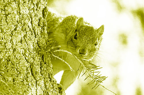 Tree Peekaboo With A Squirrel (Yellow Shade Photo)