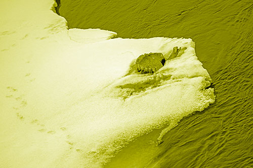 Tree Stump Eyed Snow Face Creature Along River Shoreline (Yellow Shade Photo)