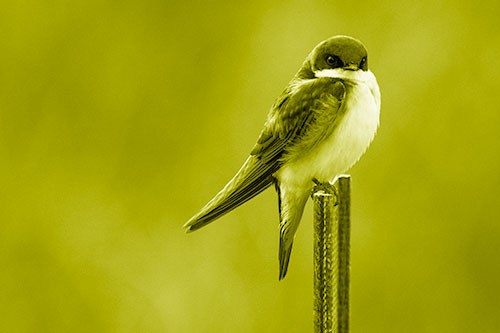 Tree Swallow Keeping Watch (Yellow Shade Photo)