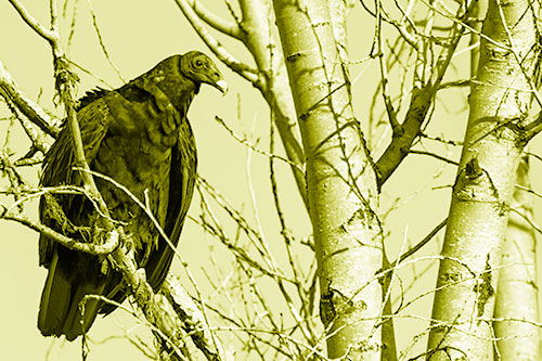 Turkey Vulture Perched Atop Tattered Tree Branch (Yellow Shade Photo)