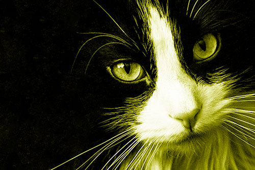 Tuxedo Cat Stares Among Darkness (Yellow Shade)