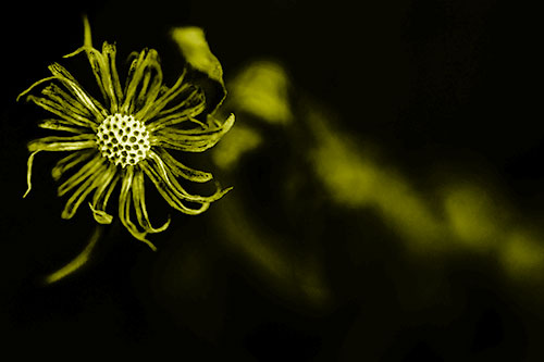 Twirling Aster Flower Among Darkness (Yellow Shade Photo)