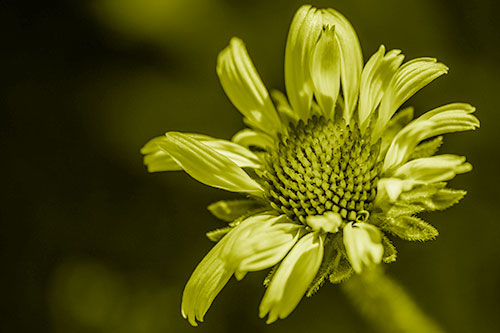 Twirling Petal Coneflower Among Shade (Yellow Shade)