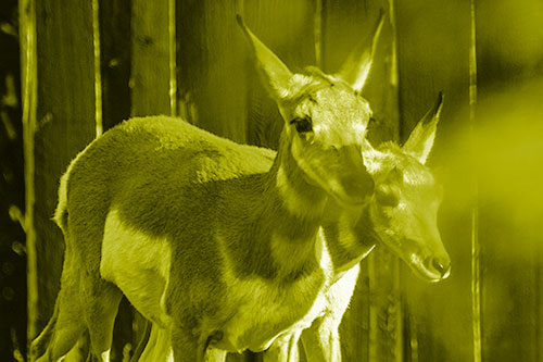 Two Baby Pronghorns Walking Along Fence (Yellow Shade Photo)