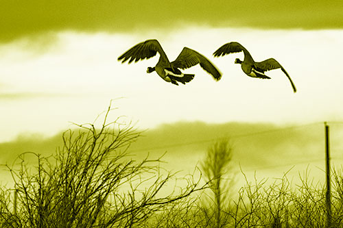 Two Canadian Geese Flying Over Trees (Yellow Shade Photo)