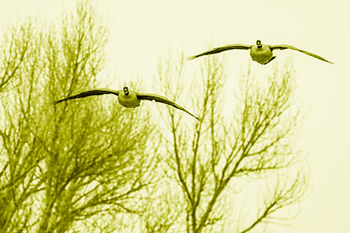 Two Canadian Geese Honking During Flight (Yellow Shade Photo)