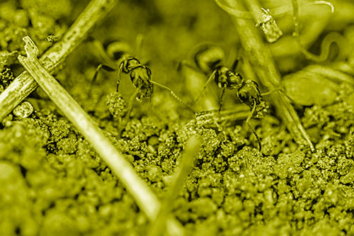 Two Carpenter Ants Working Hard Among Soil (Yellow Shade Photo)