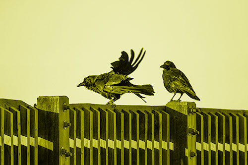 Two Crows Gather Along Wooden Fence (Yellow Shade Photo)