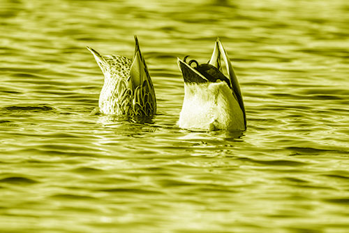 Two Ducks Upside Down In Lake (Yellow Shade Photo)