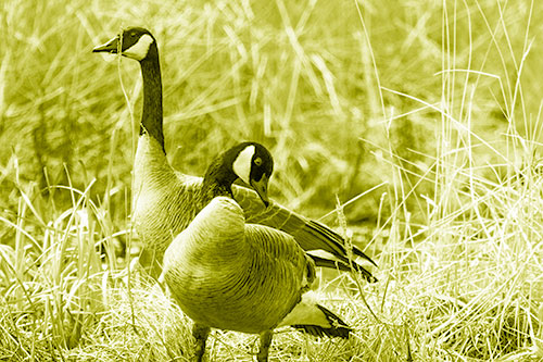 Two Geese Contemplating A Swim In Lake (Yellow Shade Photo)