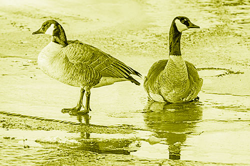 Two Geese Embrace Sunrise Atop Ice Frozen River (Yellow Shade)