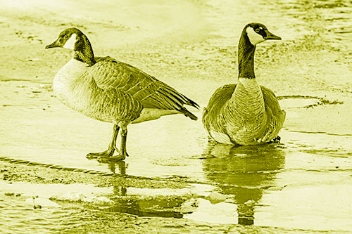 Two Geese Embrace Sunrise Atop Ice Frozen River (Yellow Shade Photo)