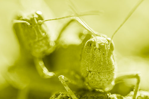 Two Grasshopper Buddies Smiling Among Sunlight (Yellow Shade Photo)