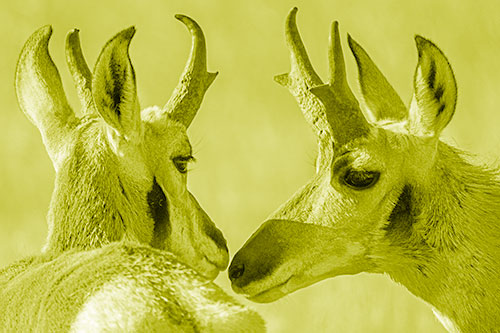 Two Loving Pronghorns Kissing Each Other (Yellow Shade)