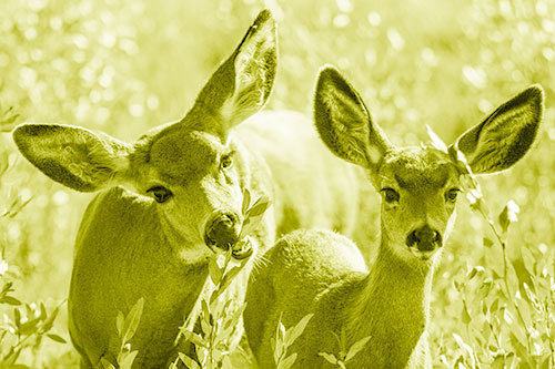 Two Mule Deer Enjoying Leafy Breakfast (Yellow Shade)