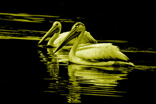Two Pelicans Floating In Dark Lake Water (Yellow Shade Photo)