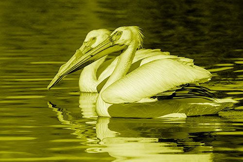 Two Pelicans Swimming In Unison (Yellow Shade)