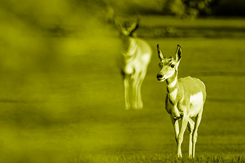 Two Pronghorns Walking Across Freshly Cut Grass (Yellow Shade Photo)