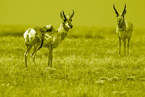 Two Shedding Pronghorns Among Grass (Yellow Shade Photo)