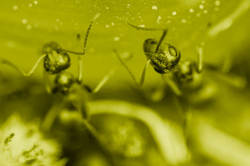 Two Vertical Climbing Carpenter Ants (Yellow Shade Photo)