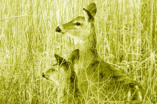 Two White Tailed Deer Scouting Terrain (Yellow Shade Photo)