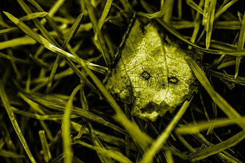 Upset Decaying Leaf Face Hiding Among Twisting Grass Blades (Yellow Shade)