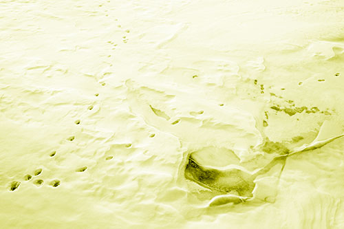 V Shaped Footprint Path Across Frozen Snow Covered River (Yellow Shade Photo)
