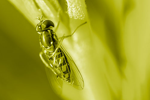 Vertical Leg Contorting Hoverfly (Yellow Shade Photo)