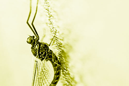 Vertical Perched Mayfly Sleeping (Yellow Shade Photo)