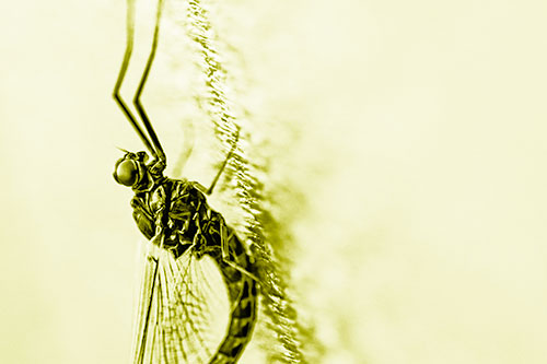 Vertical Perched Mayfly Sleeping (Yellow Shade)