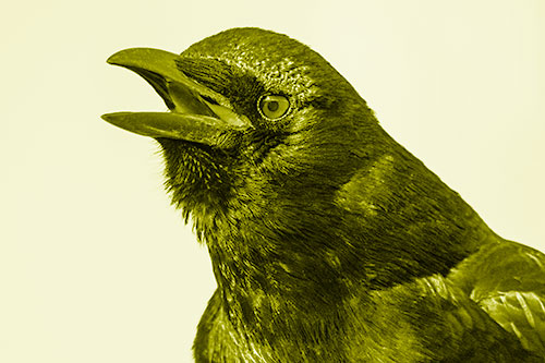 Vocal Crow Cawing Towards Sunlight (Yellow Shade)