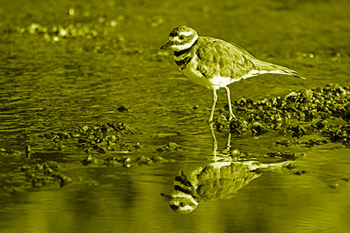 Wading Killdeer Wanders Shallow River Water (Yellow Shade)