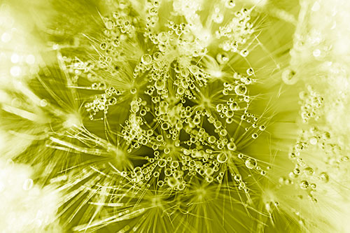 Water Dew Bubbles Among Dandelion Fluff (Yellow Shade)