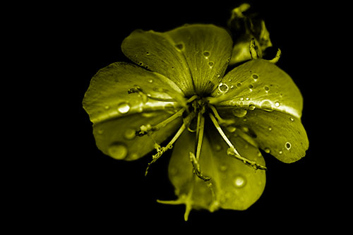 Water Droplet Primrose Flower After Rainfall (Yellow Shade Photo)