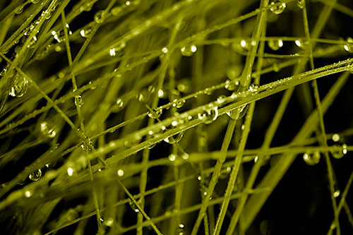 Water Droplets Hanging From Grass Blades (Yellow Shade Photo)